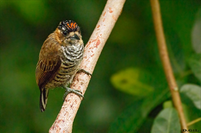 PICAPAUZINHO DE COLEIRA (Picumnus temminckii)